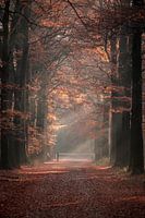 Forêt brumeuse