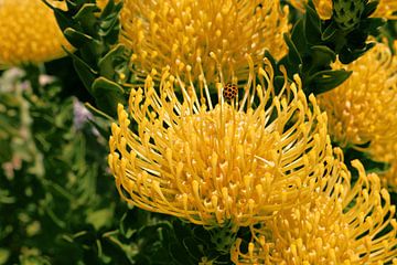 Lieveheersbeestje op gele Protea bloem van Ines Porada
