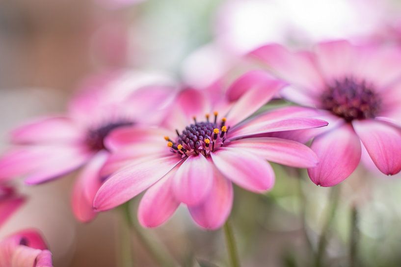 Bloemenpracht par Inge Heeringa