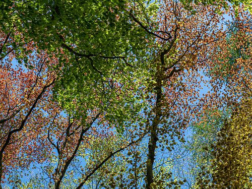 kleurige beukenbomen tegen blauwe lucht