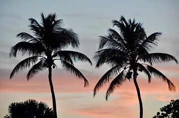 Coucher de soleil derrière les palmiers sur Myrthe Visser-Wind