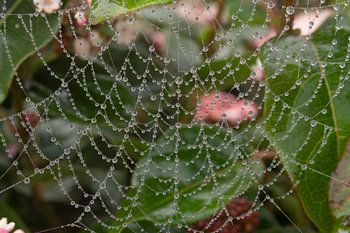 cobweb