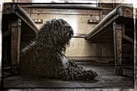 Sheepdog in old train by Wybrich Warns thumbnail