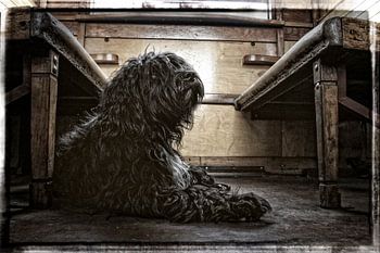 Schapendoes in oude trein