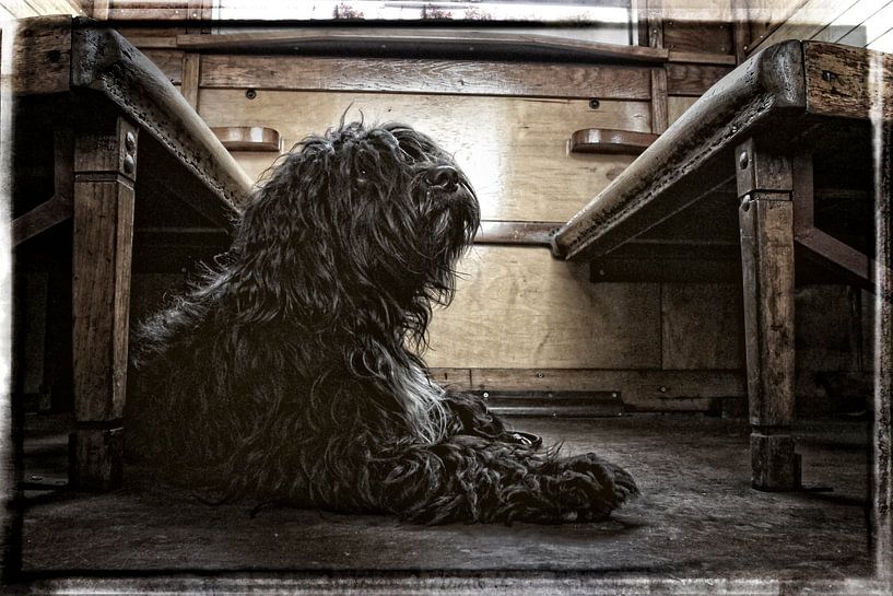 Sheepdog in old train by Wybrich Warns