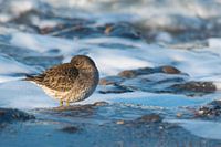 Paarse strandloper rust even uit