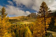 Goudgele lariksen brengen herfstkleuren in de bergen boven Meran. van Sean Vos thumbnail