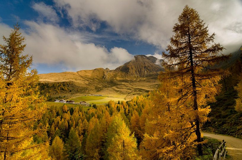 Goudgele lariksen brengen herfstkleuren in de bergen boven Meran. van Sean Vos