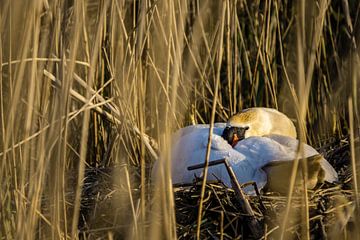 Swan by Martzen Fotografie