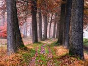 Cozy pathway by Tvurk Photography thumbnail