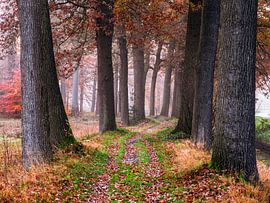 Cozy pathway by Nevelhart Photography