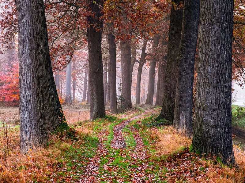 Cozy pathway by Tvurk Photography
