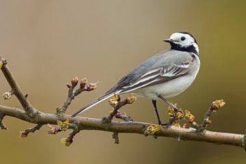 Pied Wagtail ( Motacilla alba ) sitting on a twig of a cherry tree van wunderbare Erde