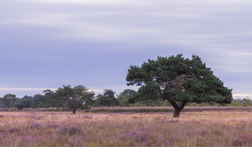 Iconische boom Dwingelderveld tijdens zonsopkomst van Marcel Kerdijk