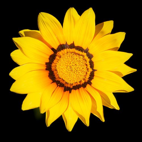 Close-up van een gazania (prachtige gele bloem) van Fotografie Jeronimo