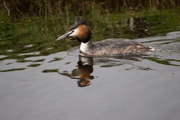 Swim with the grebe! by André Hamerpagt