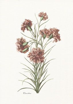 Dianthus van Walljar