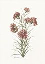 Dianthus van Walljar thumbnail