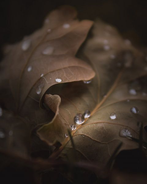 Autumn leaves with droplets dark & moody van Sandra Hazes