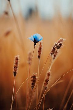Blue Corn Flower von Treechild