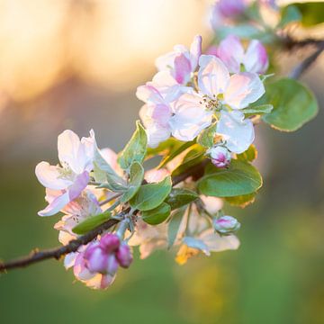 Apple blossoms in the evening light by Daniela Beyer