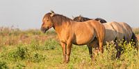 Paarden | Konikpaarden met spreeuw - Oostvaardersplassen  van Servan Ott thumbnail