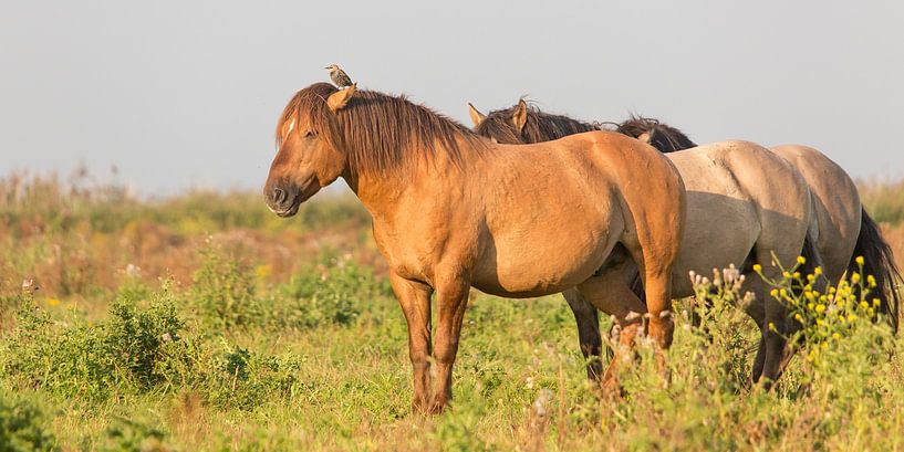Horses | Conic horses with starling - Oostvaardersplassen by Servan Ott