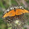 Orangefarbener Passionsblumenschmetterling von Jose Lok