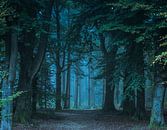 Stiller Wald von Koen Boelrijk Photography Miniaturansicht