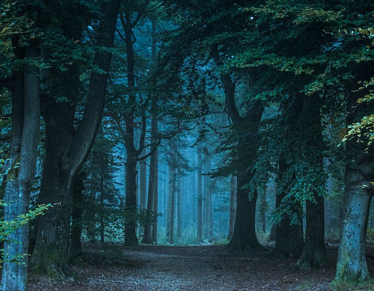 Stiller Wald von Koen Boelrijk Photography