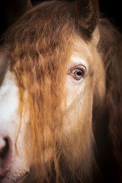 Portret van een gouden paard | paarden fotografie van Laura Dijkslag