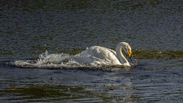 Wild swan