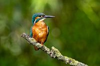 Kingfisher