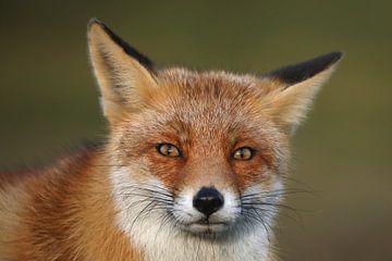 Vos (Vulpes vulpes) van Ronald Pol