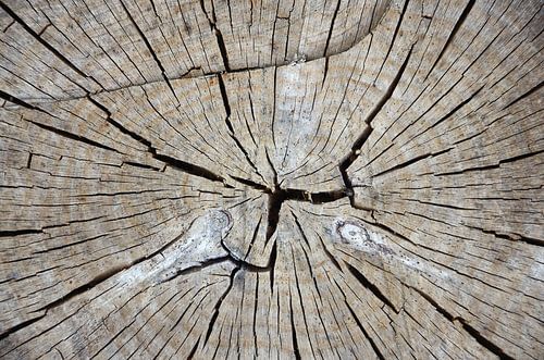 Close-up afgezaagde beuk