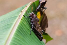 Large grasshopper on leaf by Mirjam Welleweerd