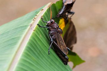 Große Heuschrecke auf Blatt von Mirjam Welleweerd