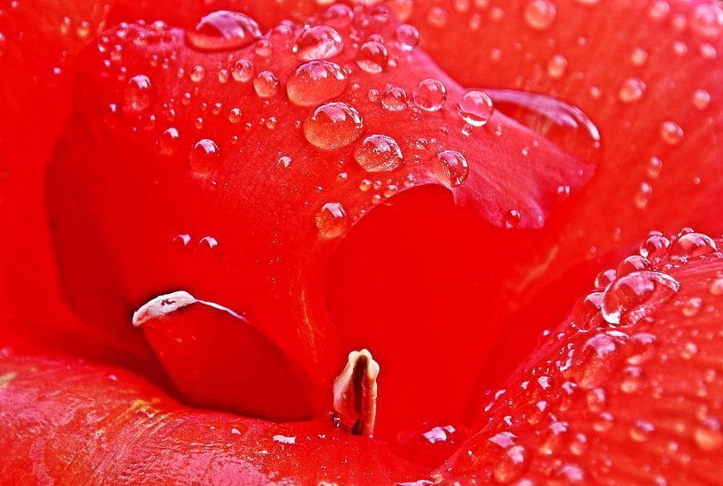 a red canna lily flower with raindrops by Werner Lehmann