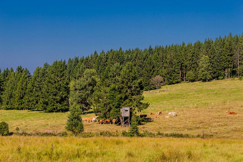 Un paysage magnifique dans la forêt de Knüllfeld/Thuringe par Oliver Hlavaty