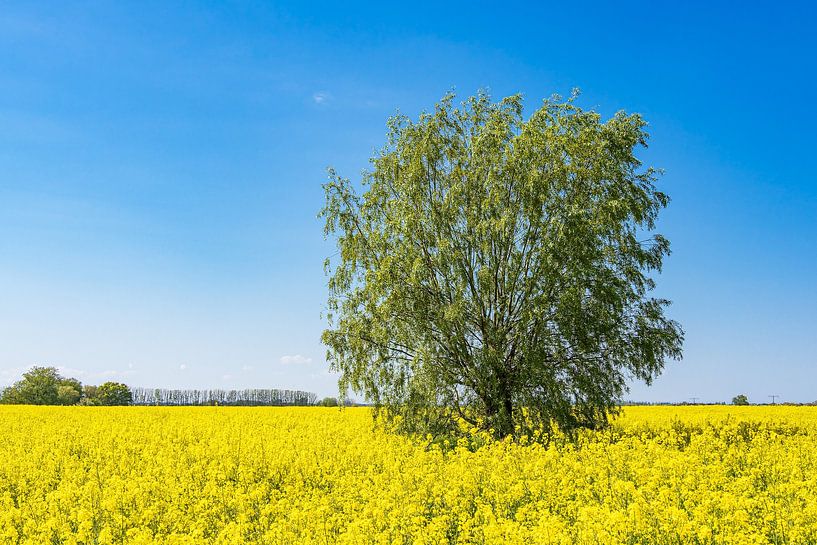 Bloeiend koolzaadveld en bomen bij Parkentin in de lente van Rico Ködder