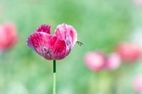 Poppy