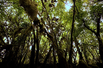 Pyrenees forest