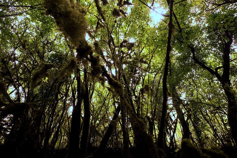 pyrenees forest by B. T.   P h o t o g r a p h y