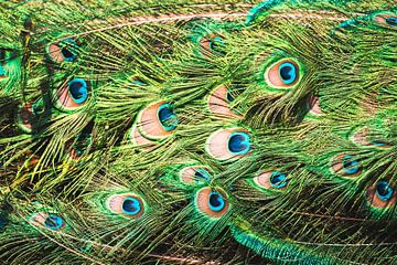 peacock feathers by Kaylee Verschure