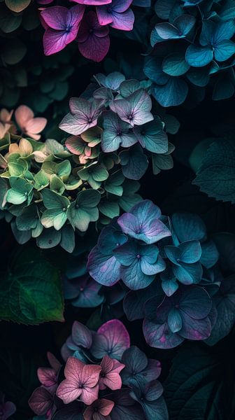 Twilight over the Hydrangea&#039;s by ByNoukk