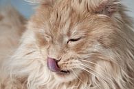 Maine Coon Kat Likt Mond van Thomas Marx thumbnail