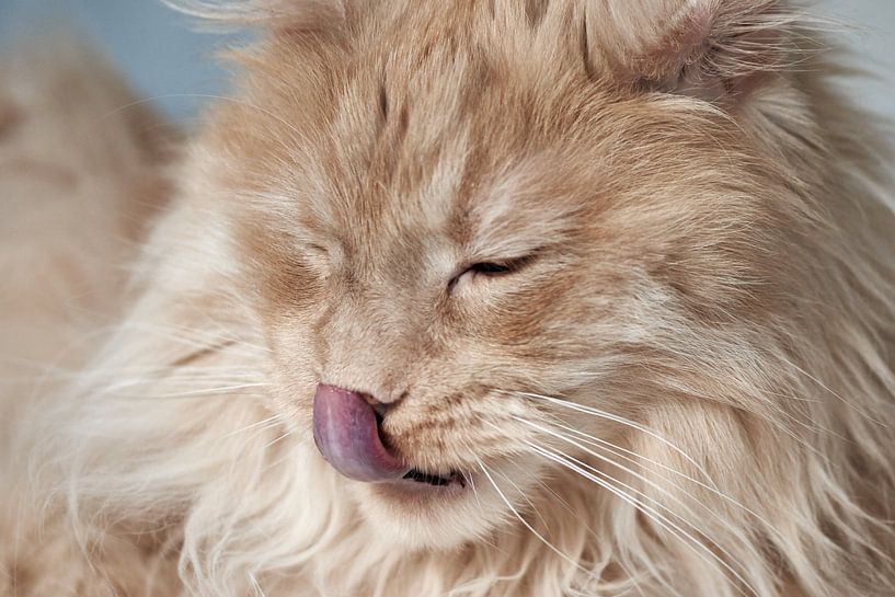 Maine Coon Kat Likt Mond van Thomas Marx