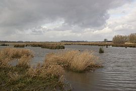 brabantse biesbosch by Teus Kooijfotografie