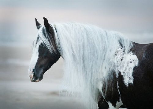 Bont paard op het strand