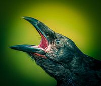Corbeau